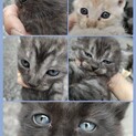 子猫5匹保護しました