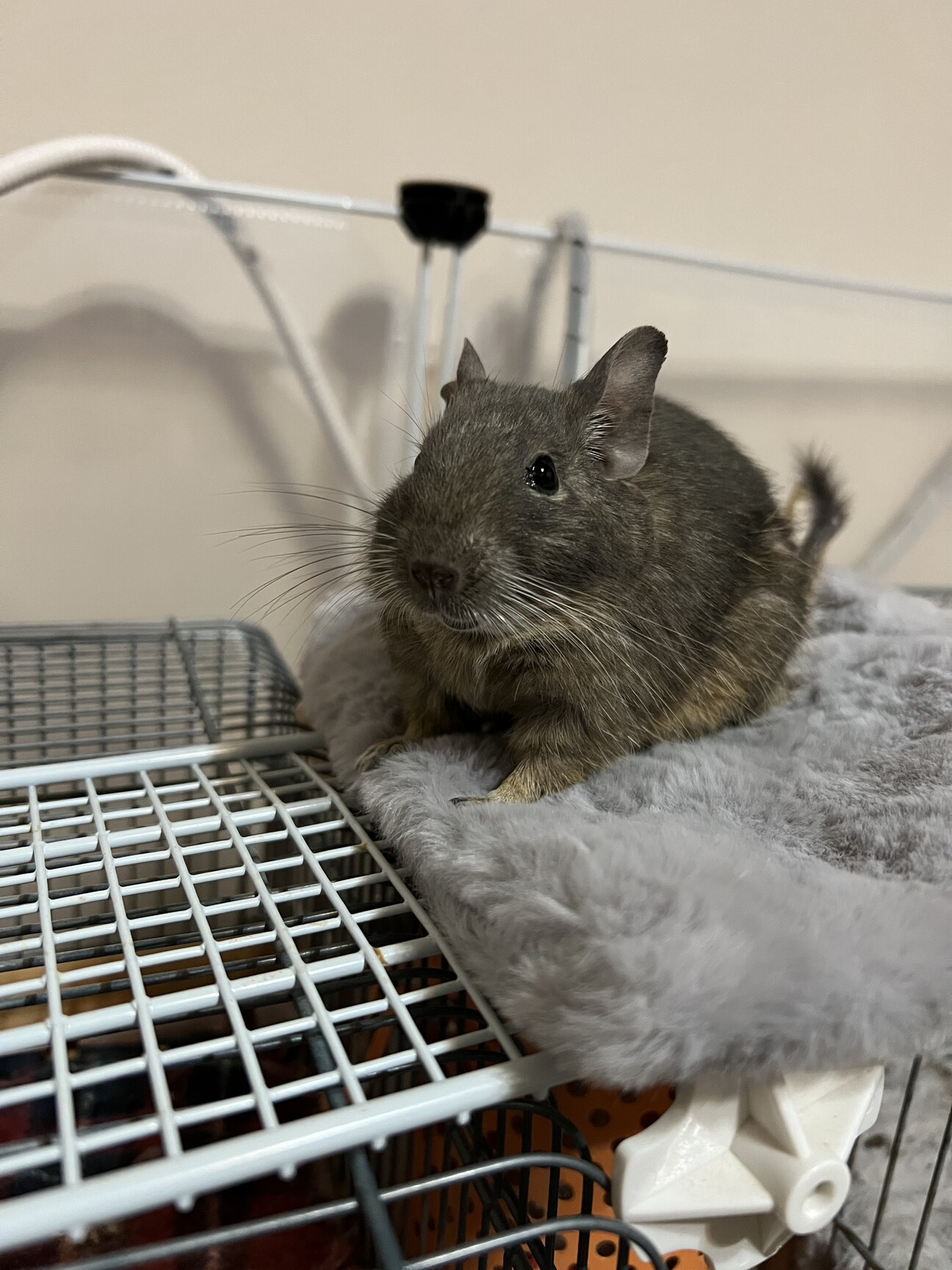 急募！デグー3匹！ サムネイル1