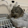 急募！デグー3匹！ サムネイル1
