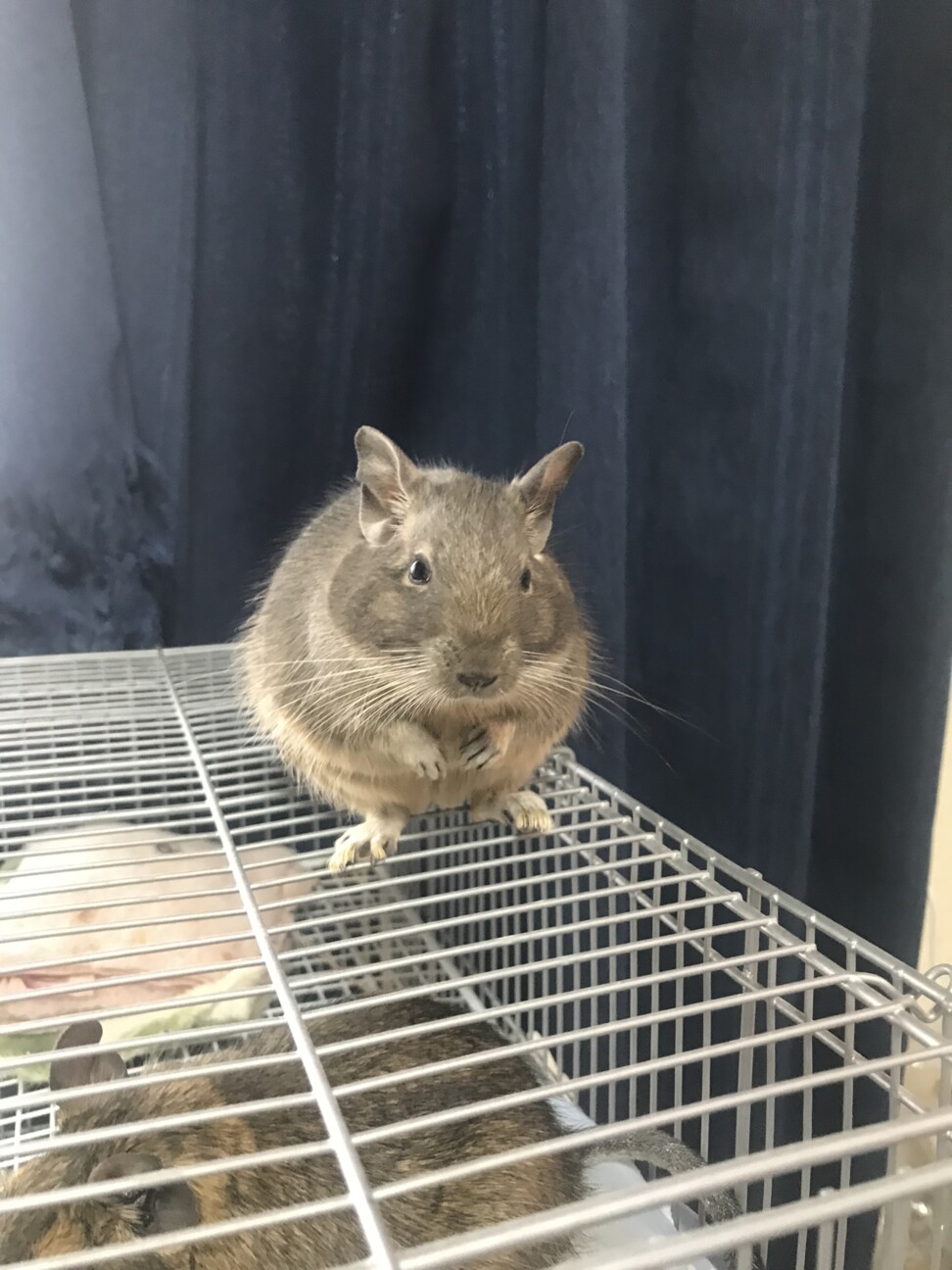 急募！デグー3匹！ サムネイル2