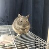 急募！デグー3匹！ サムネイル2