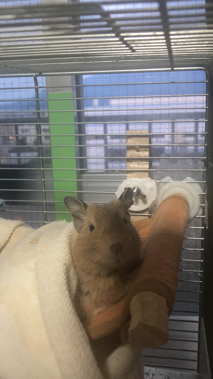 急募！デグー3匹！ サムネイル3