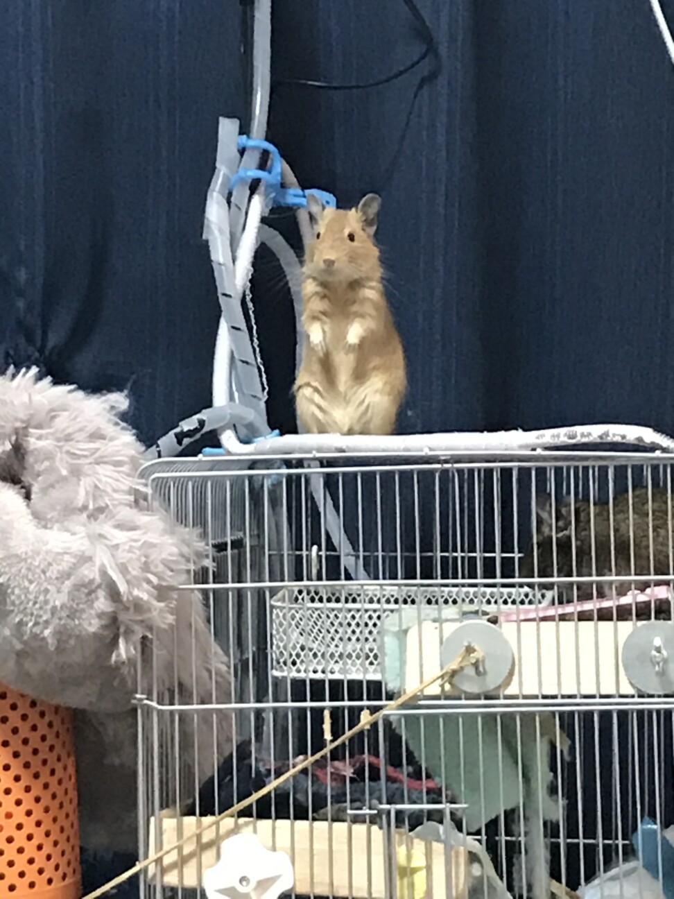 急募！デグー3匹！ サムネイル4