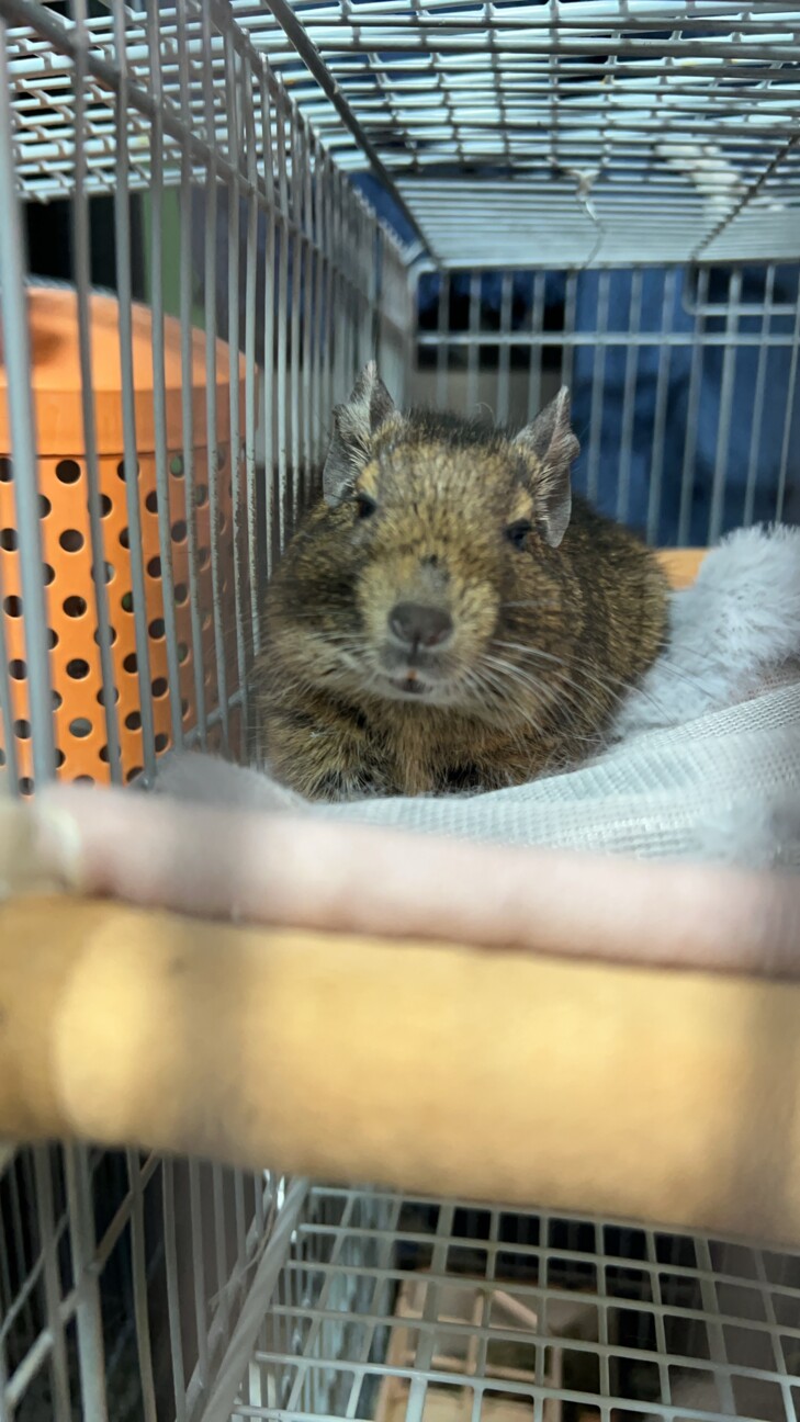 急募！デグー3匹！ サムネイル5