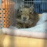急募！デグー3匹！ サムネイル5