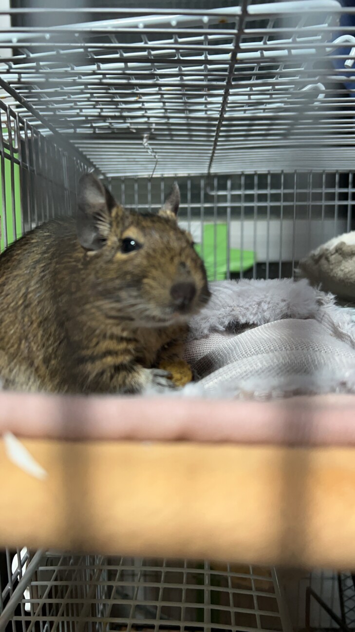 急募！デグー3匹！ サムネイル6