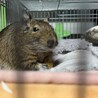 急募！デグー3匹！ サムネイル6