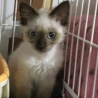 【トーロ】おかげさまで里親様が決まりました。