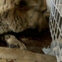 怖がりな子　期限があります！動画追加しました！