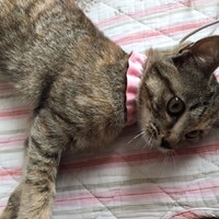 麦わら猫のまおちゃん