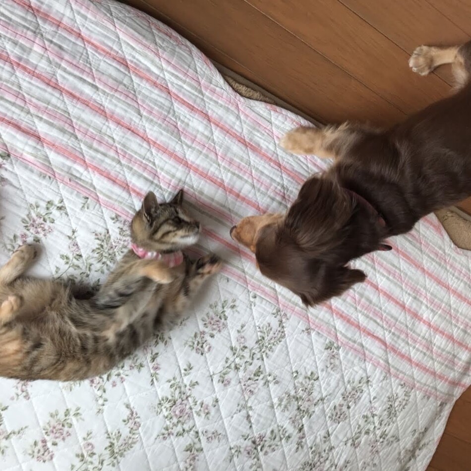 麦わら猫のまおちゃんのカバー写真