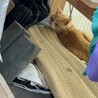 おそらくまおのオカン？まおが捨てられてたところにいる