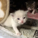 子猫(雑種/白) 生後１ヶ月 オス