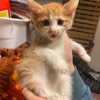 いよいよママから巣立ち　パセリ