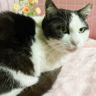 ふわふわでモフモフの抱き心地♥ハチワレ美人