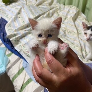 道に捨てられていました