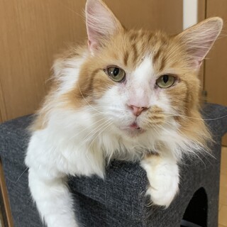 メインクーンの大木さん