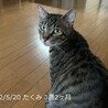 6歳8ヶ月　大柄で気は優しいキジ猫　たくみ君 サムネイル5