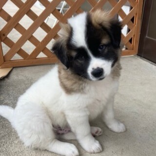 ふわっふわでとても可愛い、いぶきくん