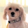 白ミク サムネイル3