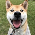 人間も犬も大好きな柴犬の女の子