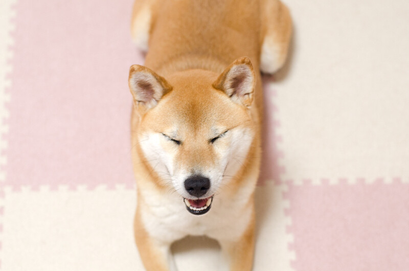 人間も犬も大好きな柴犬の女の子 奈良県 犬の里親募集 ペットのおうち 月間利用者150万人 人間も犬も大好きな柴犬の女の子 奈良県 犬の里親募集 ペットのおうち 月間利用者150万人