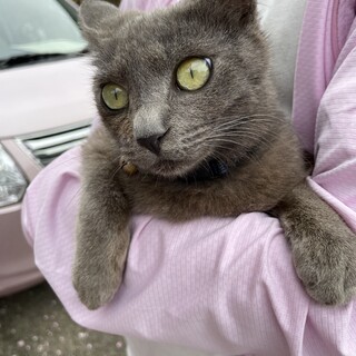 ロシアンブルー系７ヶ月オス