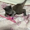ロシアンブルー系７ヶ月オス サムネイル4