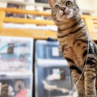 瓜坊のような美しい柄のキジ猫