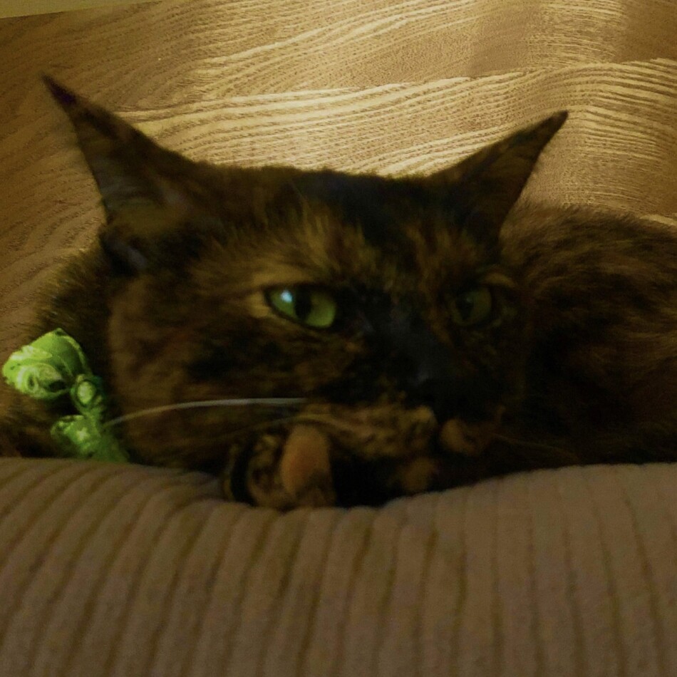 ジジのカバー写真