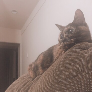 鳥がいっぱい出てくるテレビに釘付け