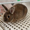 ミニうさぎ里親募集！