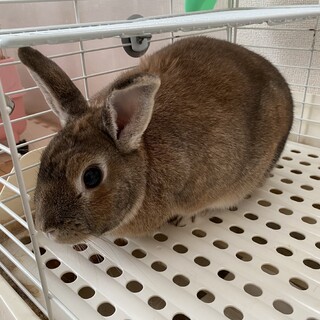 ミニうさぎ里親募集！
