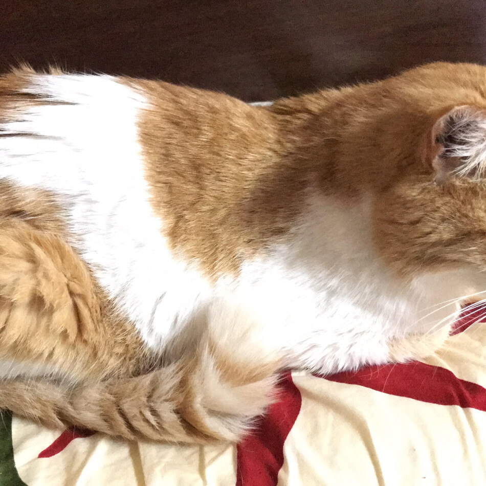 モカのカバー写真