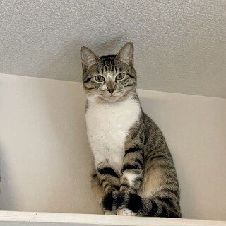 キジ白　一歳男の子