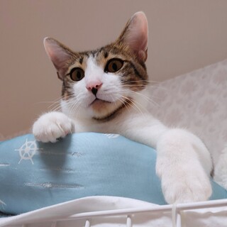 お膝から降りたくありません！奄美大島出身のヤチャ君