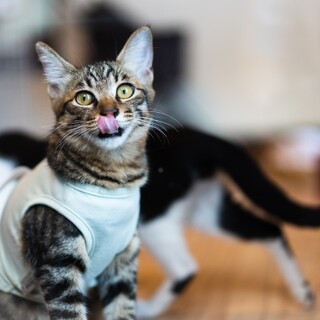 人が大好き！キジ猫の「ばつ」ちゃん