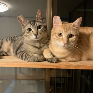 可愛いチャッピーとキーボーの兄弟です(=^・^=)