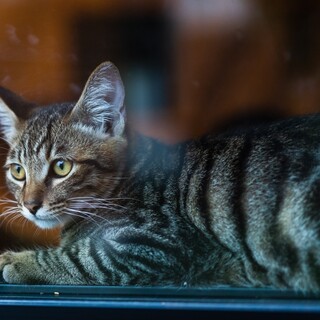 鍵尾が可愛いおおきなキジ猫の「がん」ちゃん