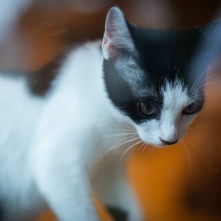 背中に黒猫を背負った「ぼし」くん♂