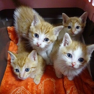 民家の天井裏にいた生後１か月の子猫達