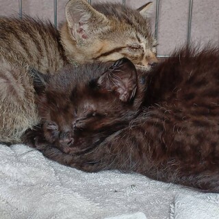 キジトラ子猫のドラちゃん