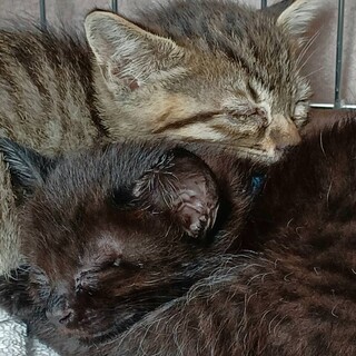 黒い子猫のゴンちゃん