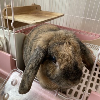 ロップイヤーラビット♀