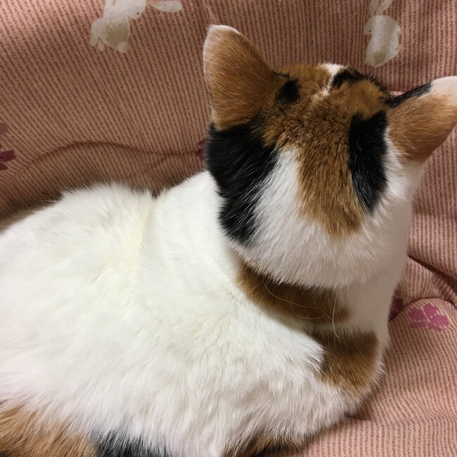 白黒推しのカバー写真