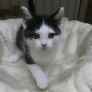 白黒オスのハルくん