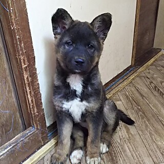 保護犬！里親様緊急募集！！