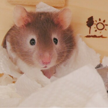の写真