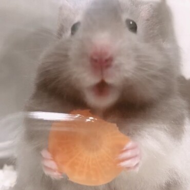 の写真