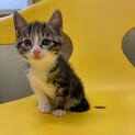 お目目クリクリ♪４匹の女の子と男のこの仔猫ちゃん